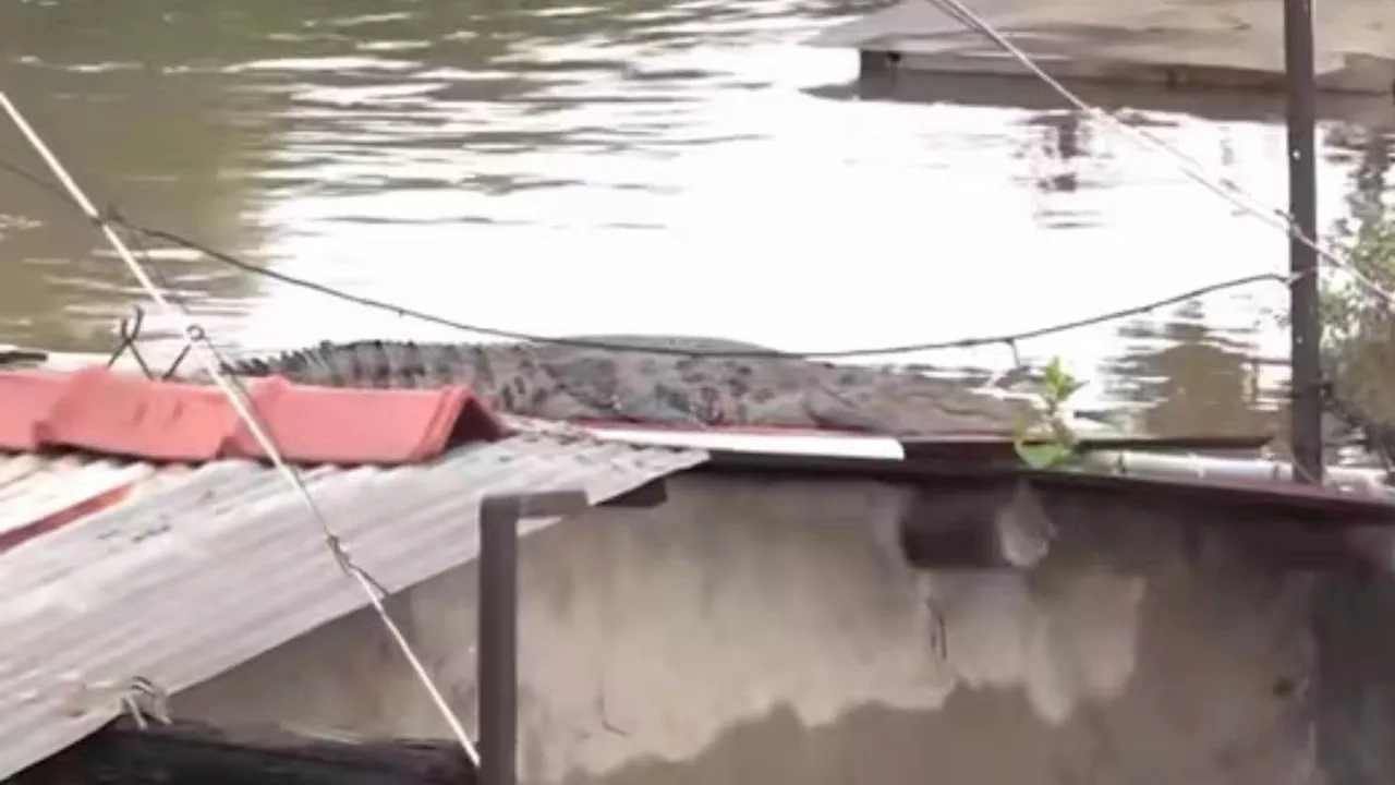 Gujarat Flood Video: वडोदरा में घर की छत पर पहुंच गया मगरमच्छ, बाढ़ से लोगों के हालात खराब