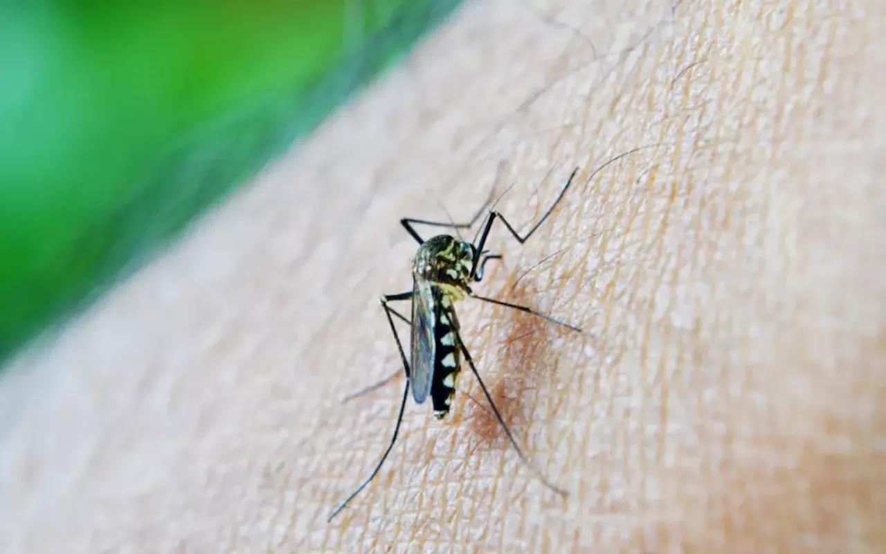 Brasil tem 254 mil casos de chikungunya; doença matou 161 este ano