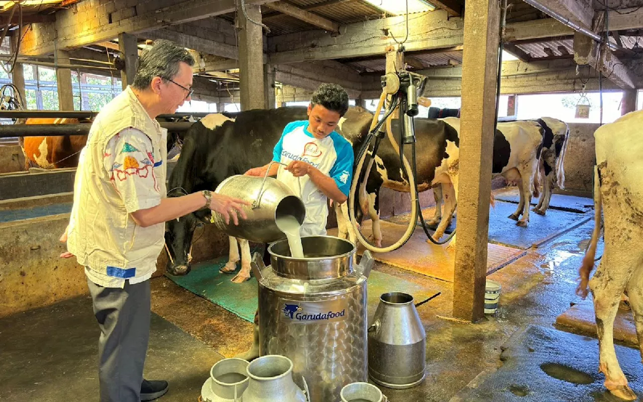 Kebutuhan Susu Segar Meningkat, Garudafood Perkuat Peternak Sapi Perah Lokal