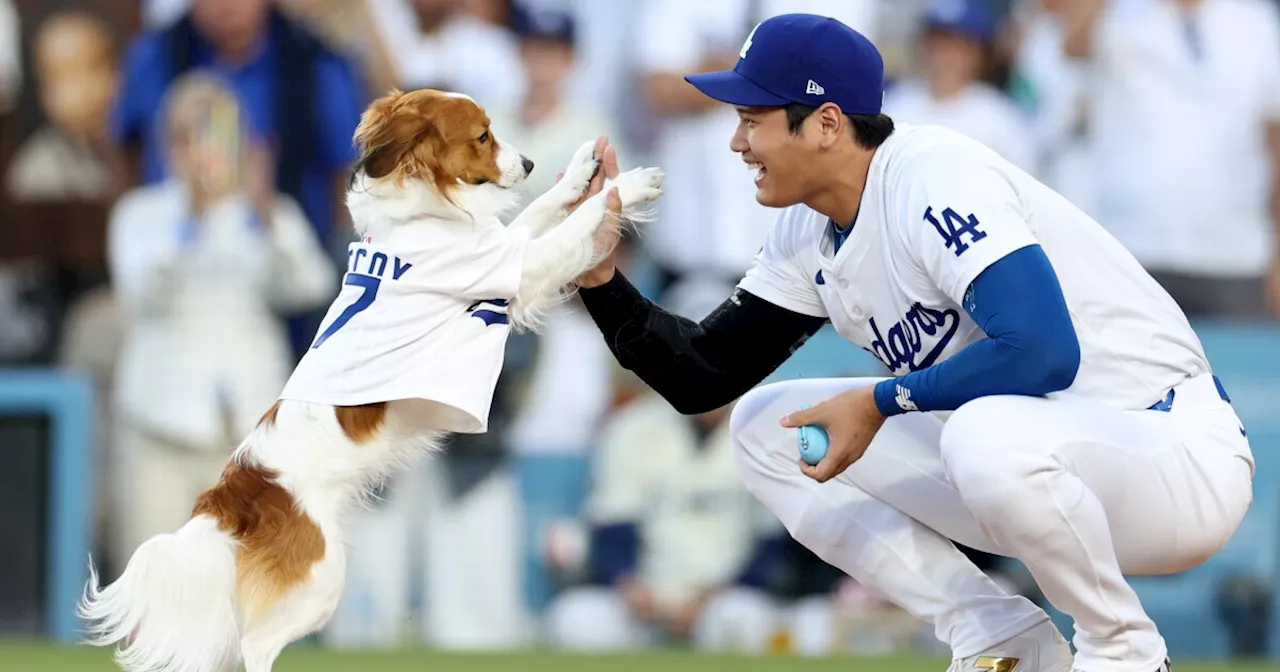 Shohei Ohtani's dog 'throws out' 1st pitch at Dodgers game