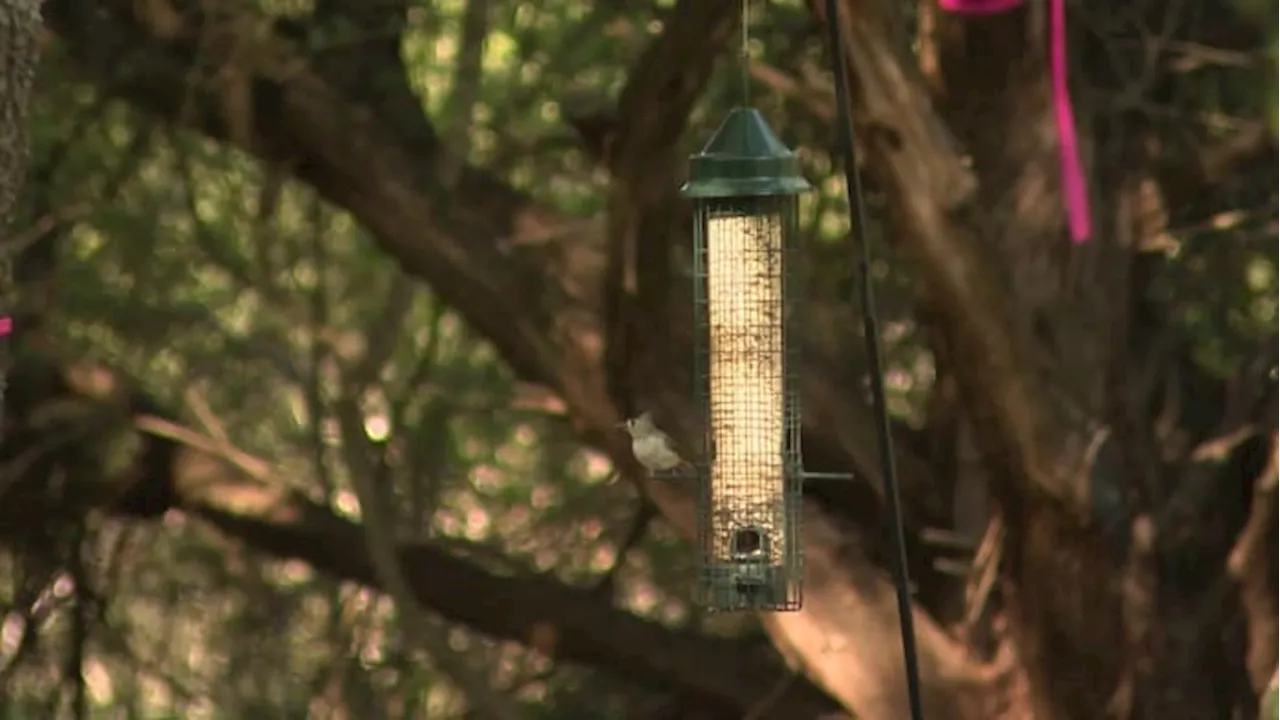 UTSA researchers find using bird feeders in backyards bolsters population in San Antonio