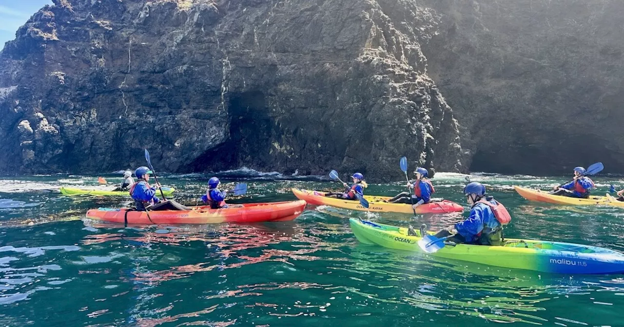 Fighting invasive ants on Santa Cruz Island