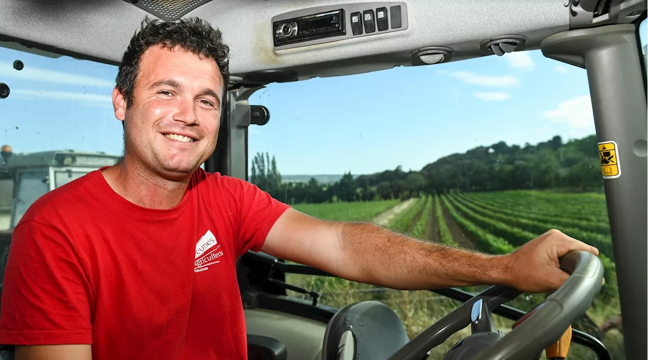 Vendanges en Vaucluse : les raisins sont de qualité mais les vins difficiles à vendre