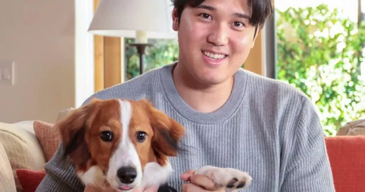 Shohei Ohtani's dog Decoy makes appearance at Dodger Stadium on their bobblehead night