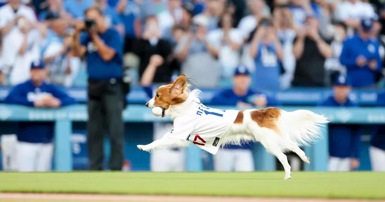 The Sports Report: Shohei Ohtani, and his dog, share the moment as Dodgers win