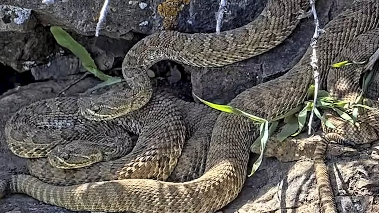 Scientists use video to monitor ‘mega-den’ of hundreds of rattlesnakes