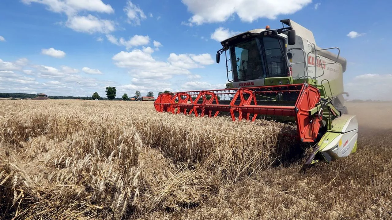 La filière française du blé sous haute pression après une récolte catastrophique