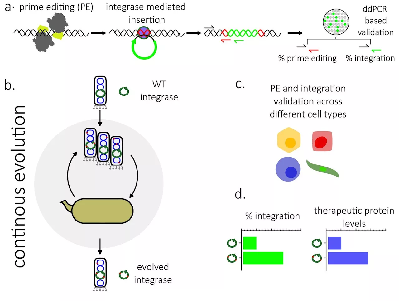 Gene therapy gets a turbo boost from researchers