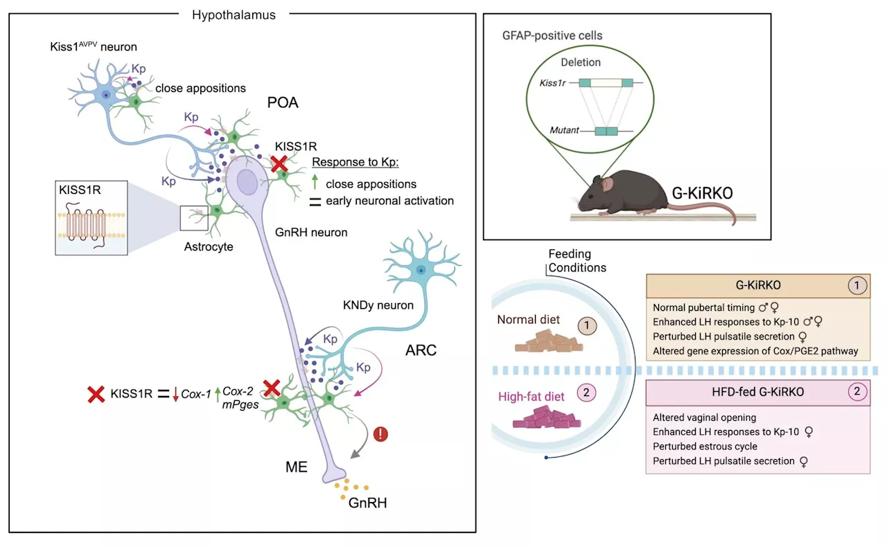 Study describes a new molecular pathway involved in the control of reproduction