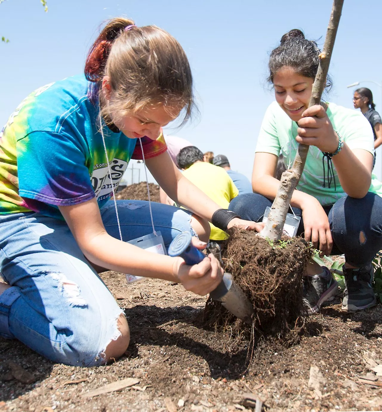 Saratoga teams with San Jose nonprofit to subsidize residential tree planting