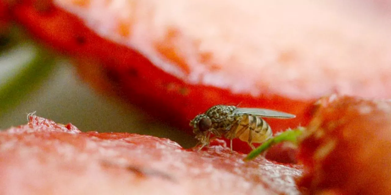 Fruchtfliegen sind während der Balz blind für Gefahren