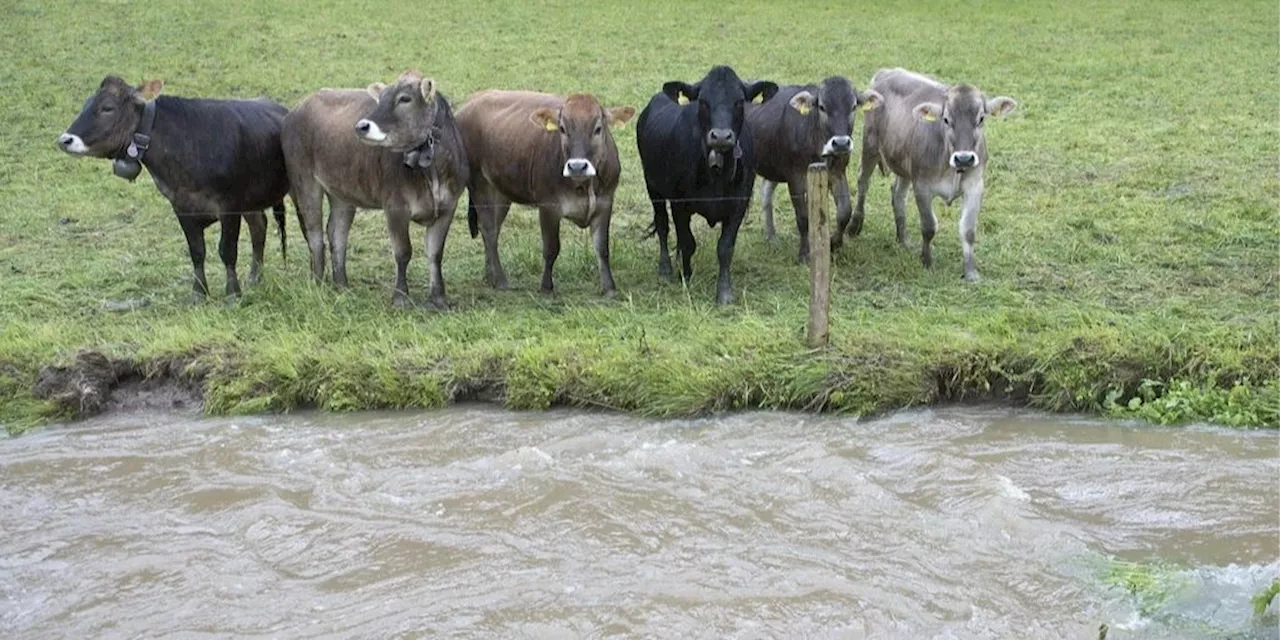 PFAS-Bauer zu Fleischverkaufsverbot: «Todesurteil für meine Kälbli»