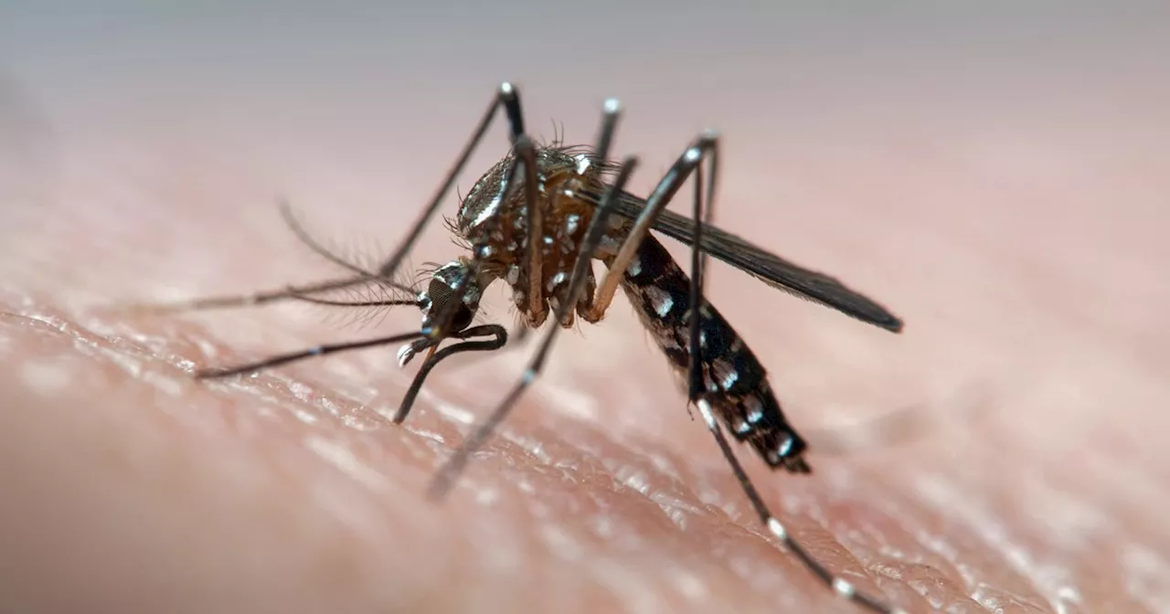 Mosquito viruses are spreading: What to know about West Nile and EEE