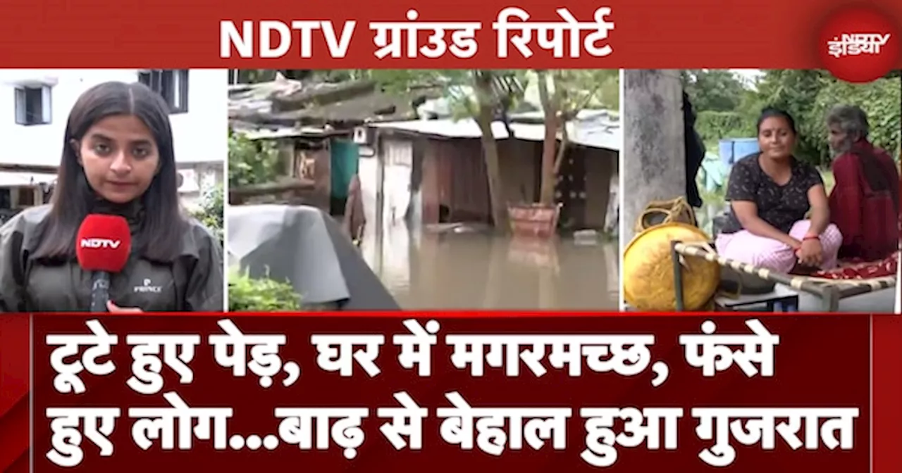 Gujarat Floods: टूटे हुए पेड़, फंसे हुए लोग...बाढ़ से बेहाल हुए गुजरात से NDTV की Ground Report