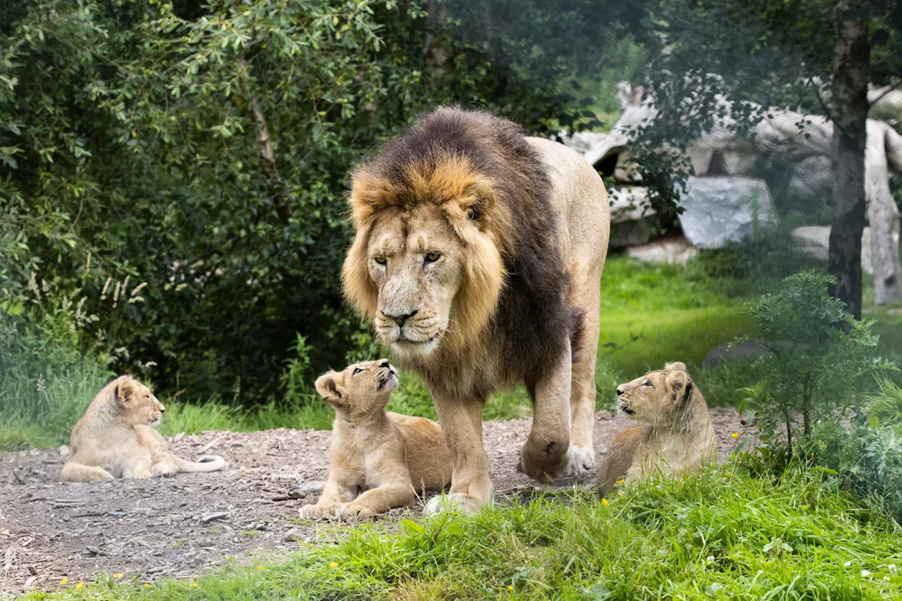 Fota Wildlife Park visitors told to cancel cards after cyberattack