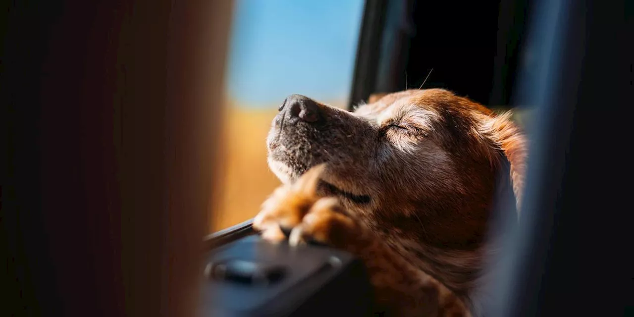 Hundegeruch aus dem Auto entfernen: Diese Hausmittel helfen