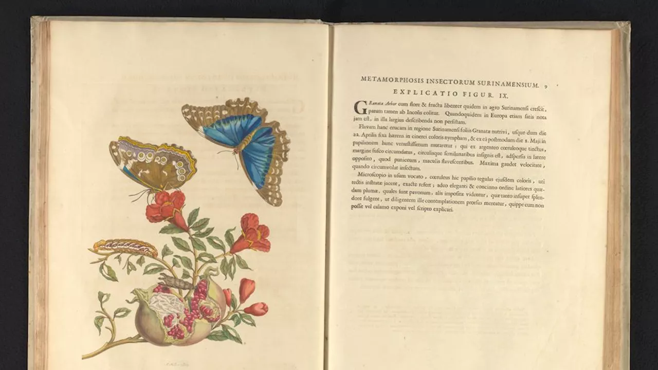 Rijksmuseum verwerft zeldzaam boek uit 18de eeuw over Surinaamse insecten