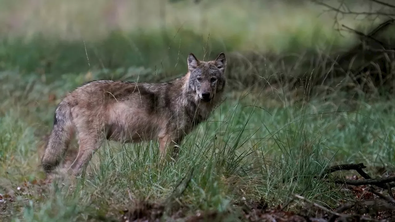 Vader doet verhaal na incident met wolf in Leusden: 'iedereen was in shock'