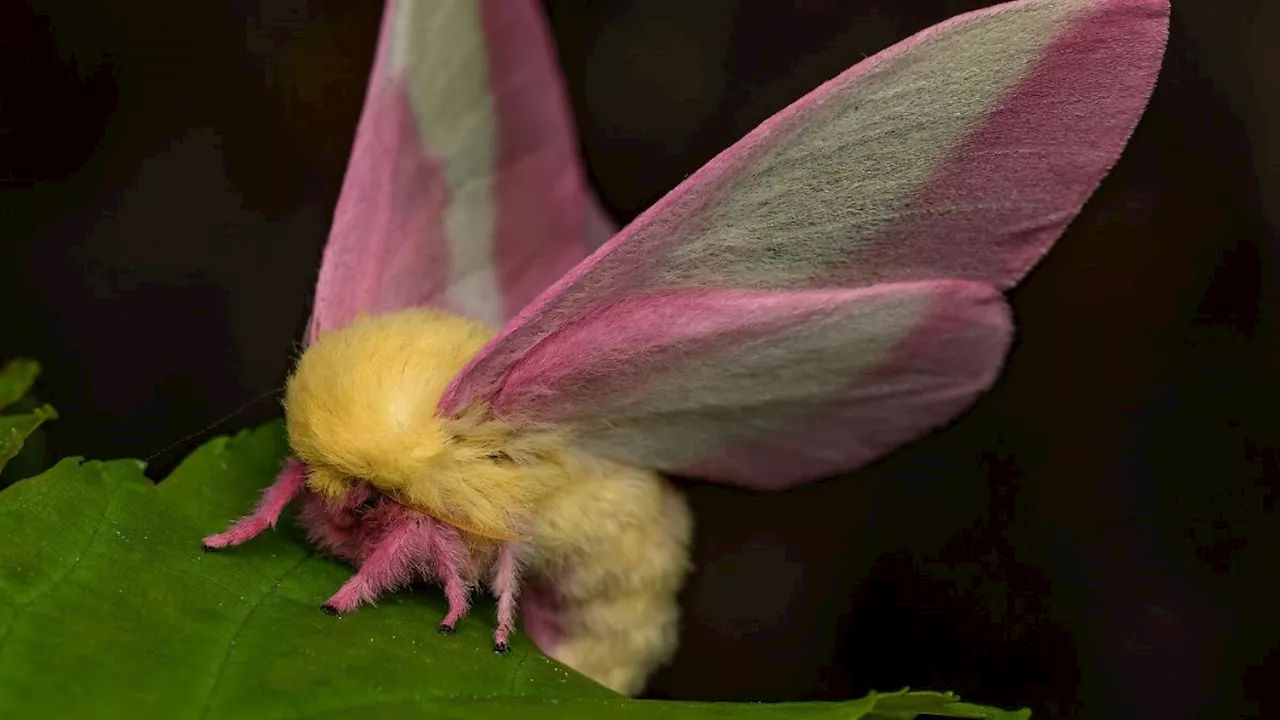 Flauschiger Falter: Schmetterling wird zum Musterbeispiel der Evolution