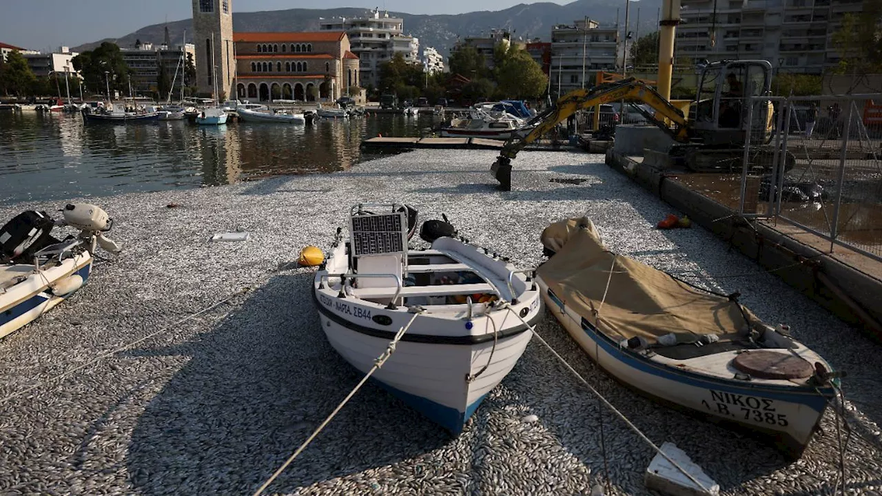 Stinkende Umweltkatastrophe: Griechische Stadt kämpft mit Tonnen toter Fische