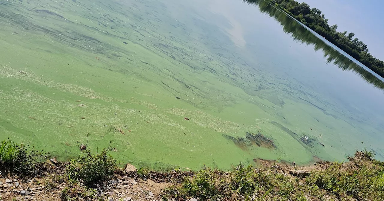 Blaualgen im Lippesee in Paderborn - Badestrand gesperrt