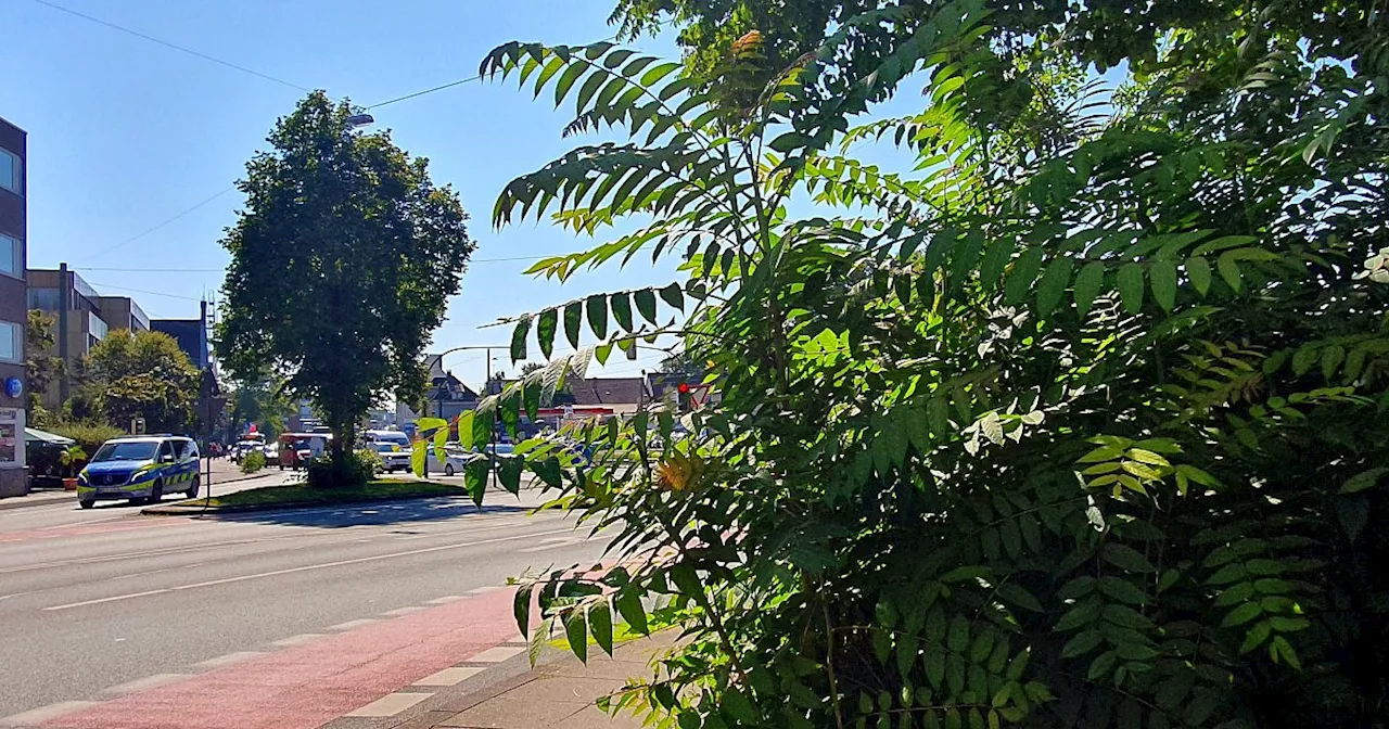 Gefahr für heimische Natur: Warum der Götterbaum zum Problem in Bielefeld wird