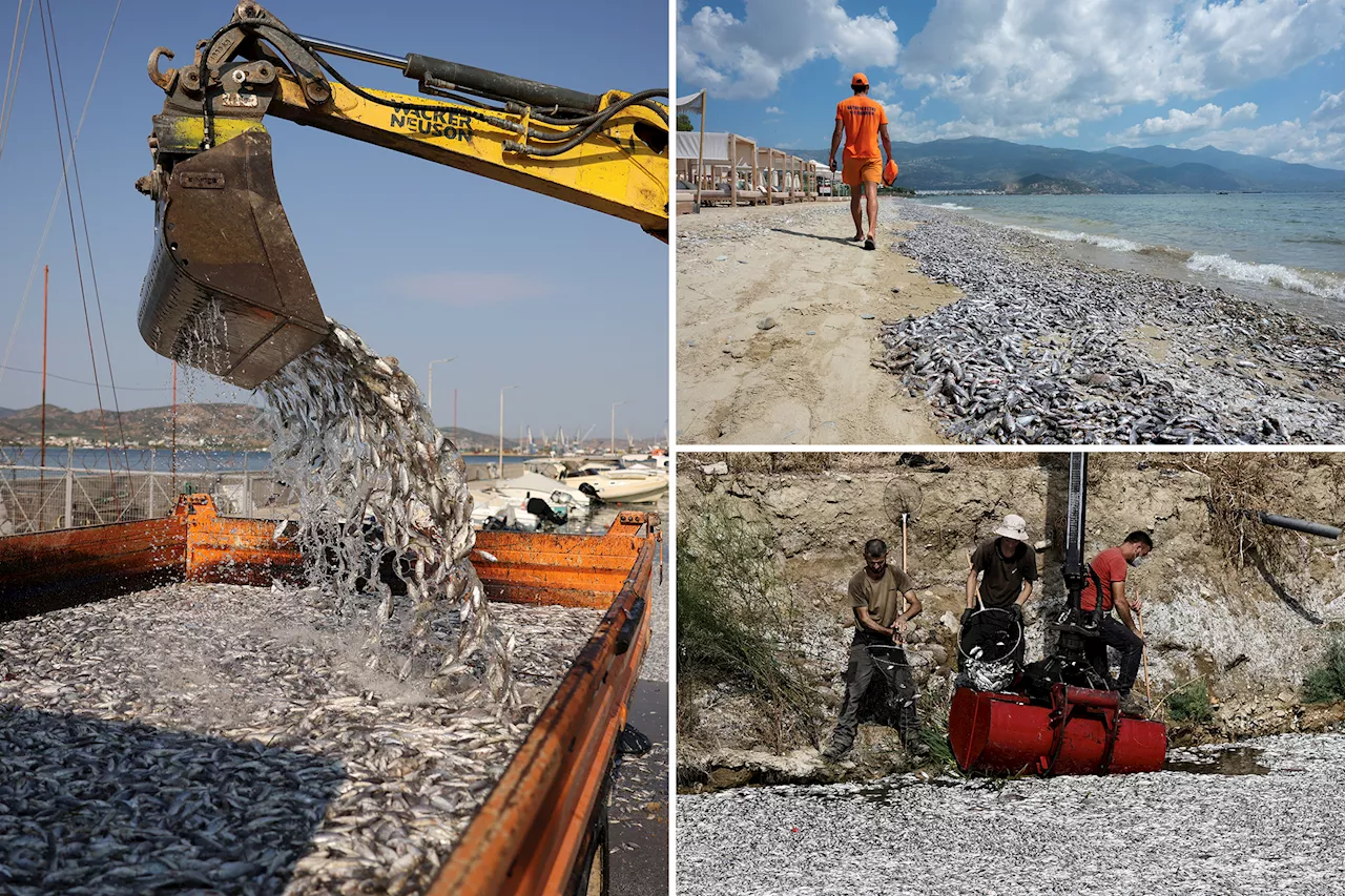 Thousands of dead fish blanket Greek tourist port after flooding