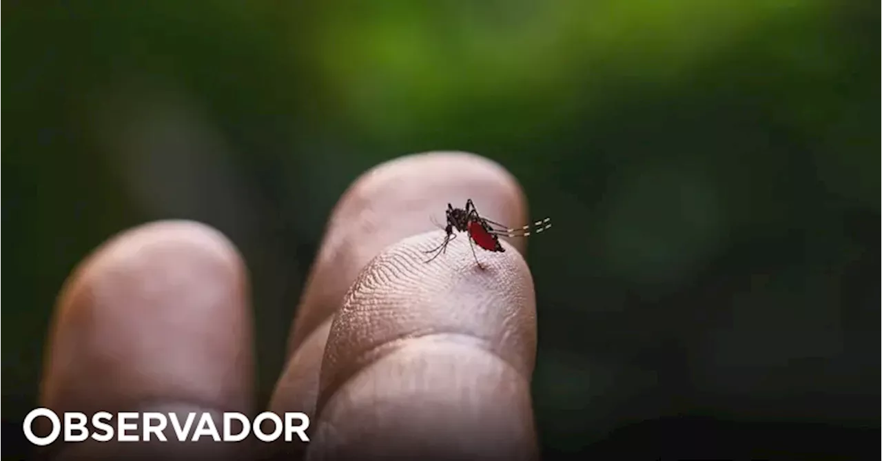 Cabo Verde decreta situação de alerta devido a aumento de casos de dengue