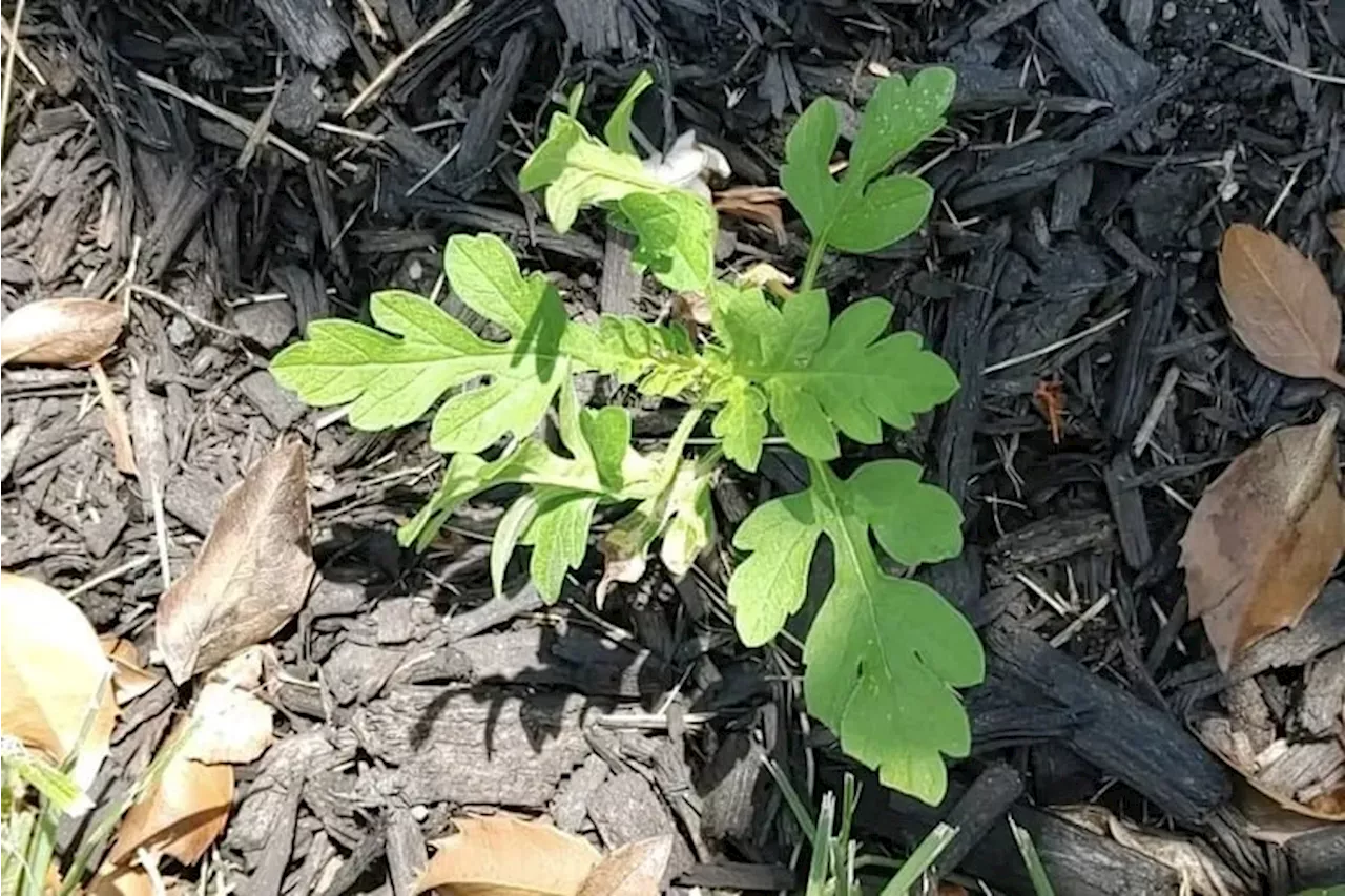 Ragweed, itchy-eye and sneezing season is about to approach its annual peak in Philly. Here’s what to know