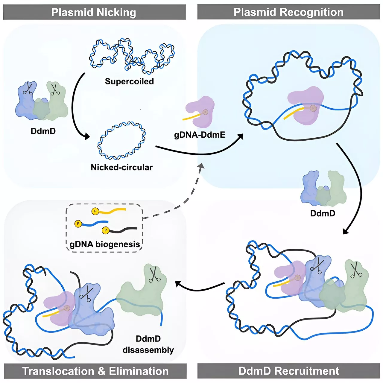 Bacterial defense strategy has potential application in genome editing