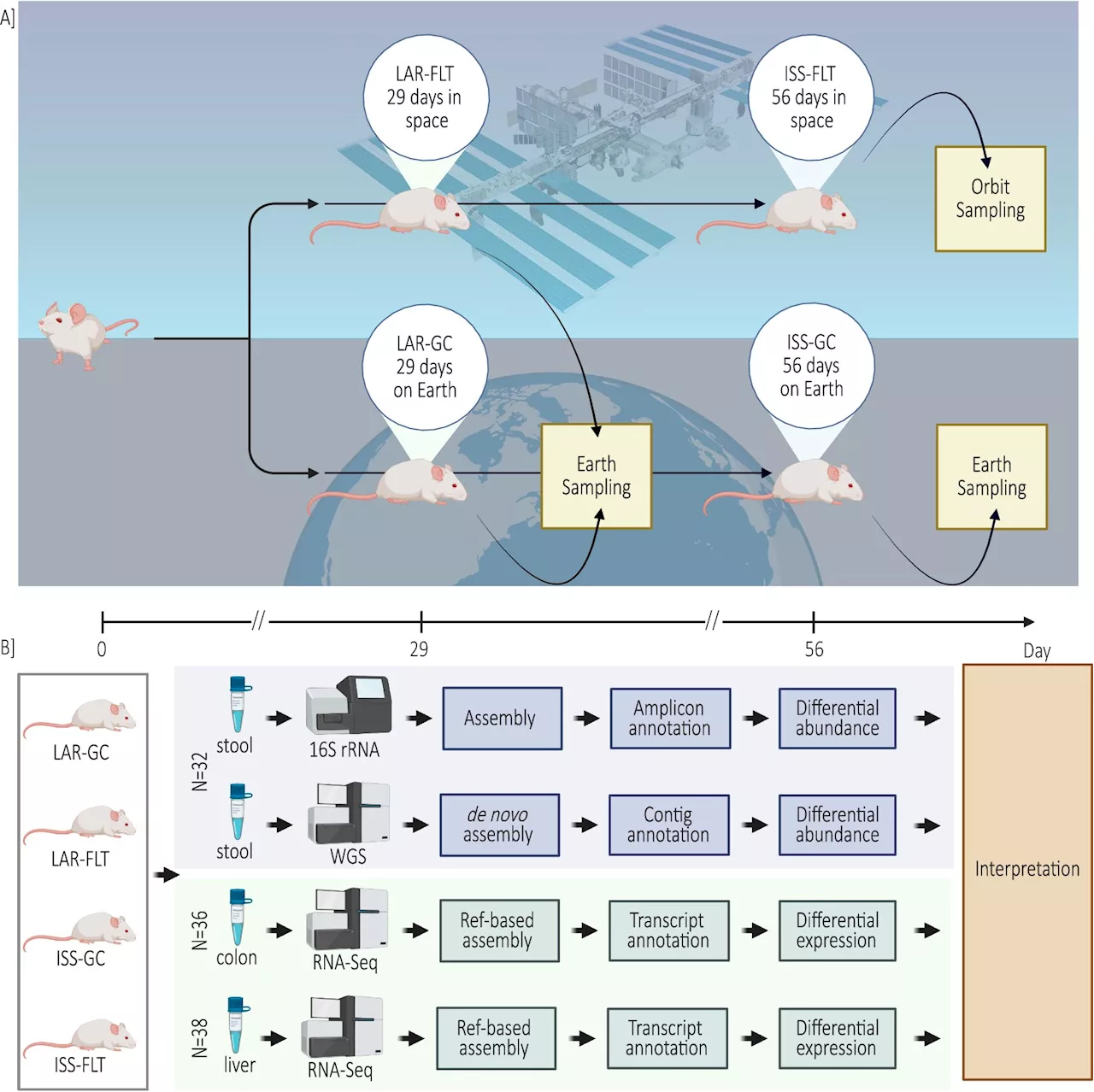 International consortium with NASA reveals hidden impact of spaceflight on gut health