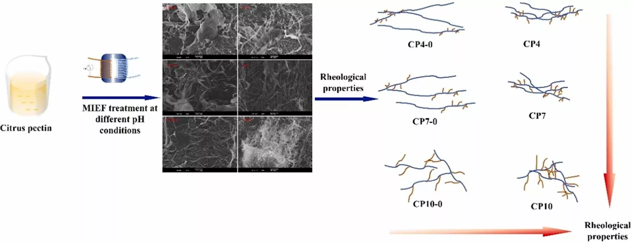 Scientists modify citrus pectin with induced electric field