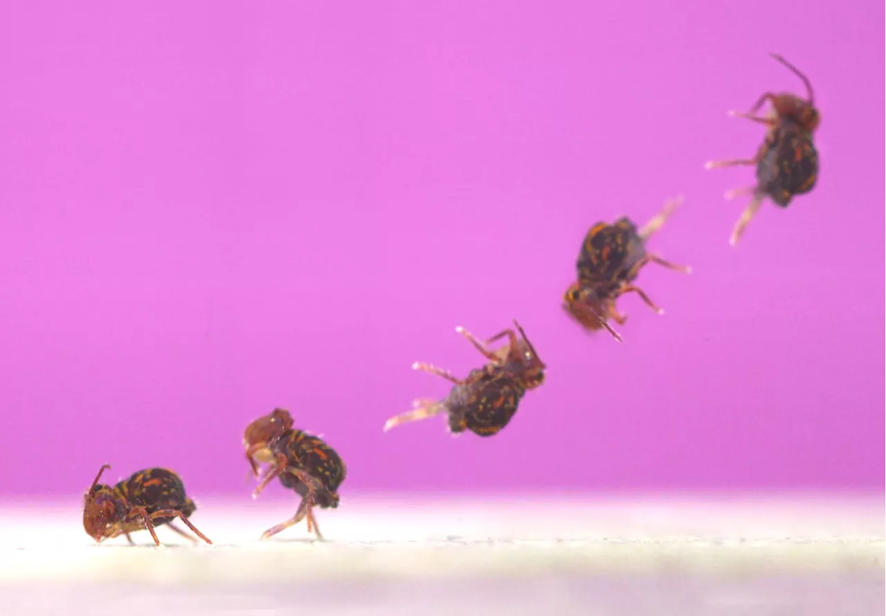 This tiny backyard bug does the fastest backflips on Earth