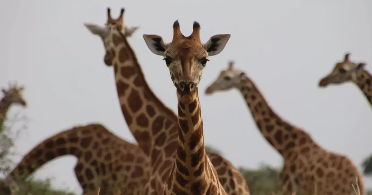 Fota Wildlife Park visitors told to 'cancel cards' following major cyberattack