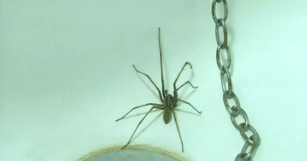 The easy and affordable hack to keep house spiders away from your home this autumn