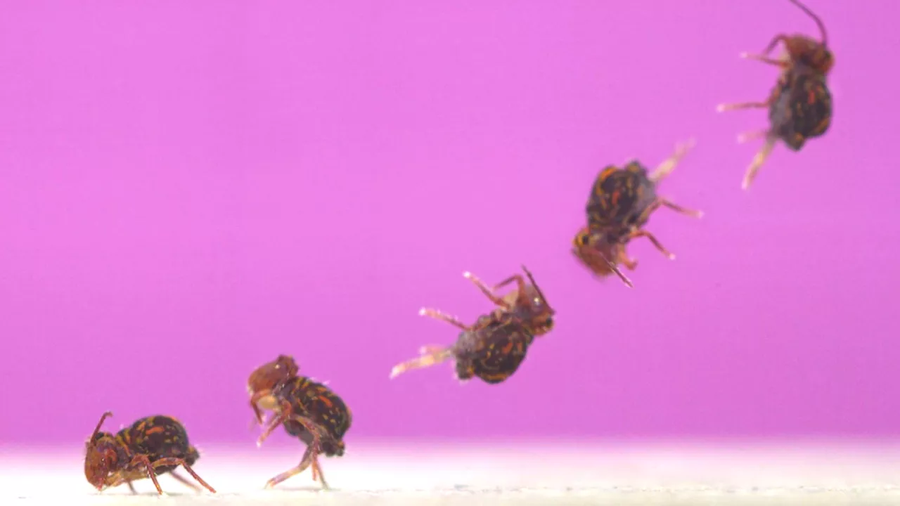 Here’s how an arthropod pulls off the world’s fastest backflip