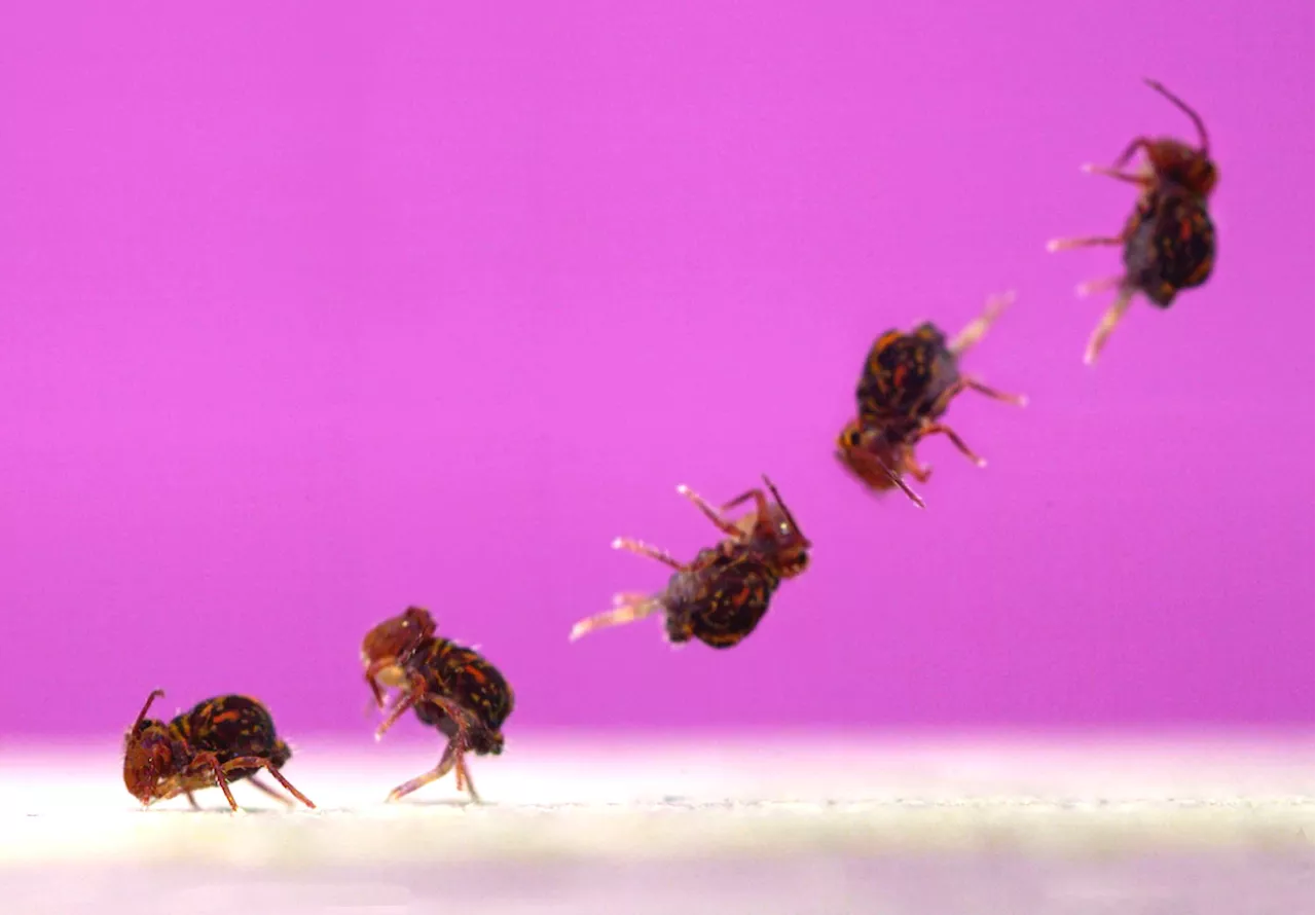 Astonishing Aerials: This Tiny Backyard Bug Performs the Fastest Backflips on Earth