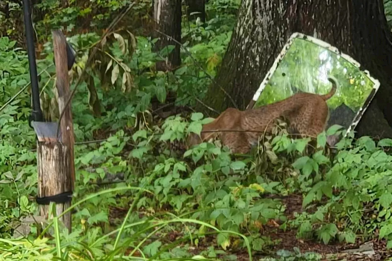 Echo Bay couple spots a very big cat in their yard