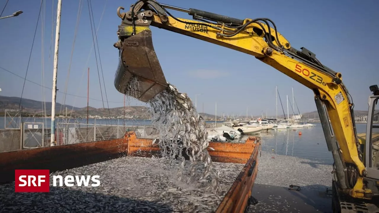 Die griechische Hafenstadt Volos kämpft mit Tonnen toter Fische