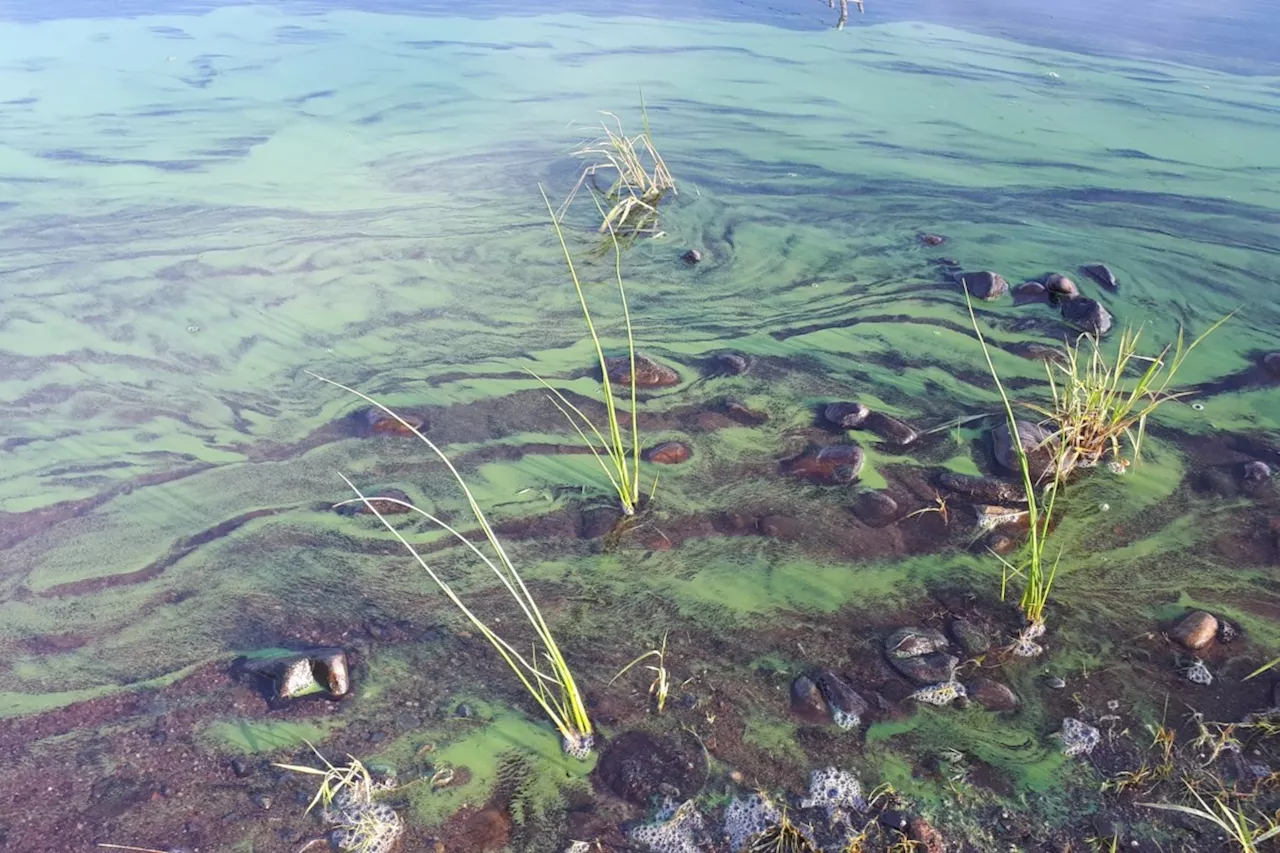 Blue-green algae detected at private beach in Thunder Bay