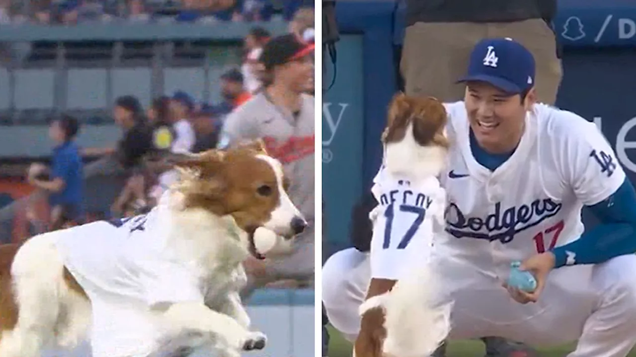 Shohei Ohtani's Dog, Decoy, Performs Perfect First Pitch Before Dodgers Game