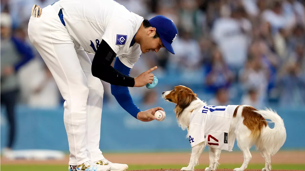 Ohtani and his dog share first-pitch duties before Dodgers superstar blasts leadoff homer