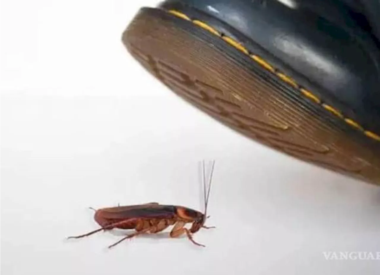 ¡Cuidado!... ¿Por qué no debes pisar una cucaracha?... estas son las enfermedades que pueden propagarse al hacerlo