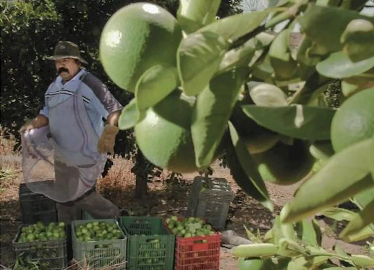 Disputan criminales cuotas a productores en Michoacán