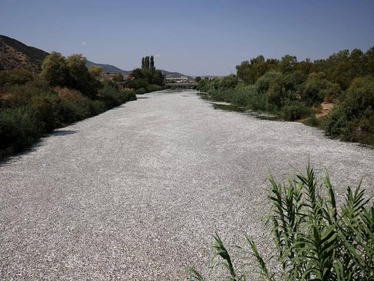 Tote Fische überfluten griechischen Hafen