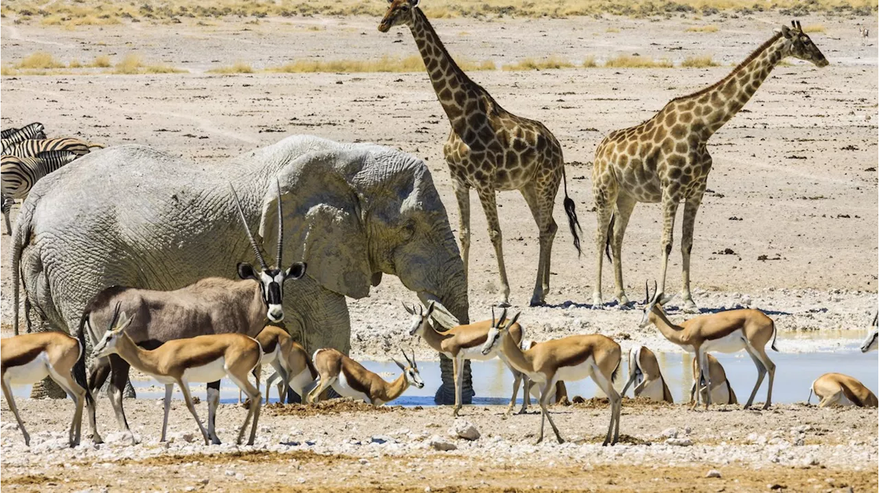 Tiere: Namibia lässt mehr als 80 Elefanten schießen