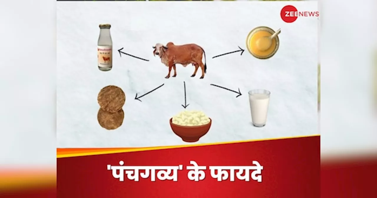 गौमाता से मिलने वाला पंचगव्य है आयुर्वेद का वरदान, दूर होता है इन बीमारियों का डर