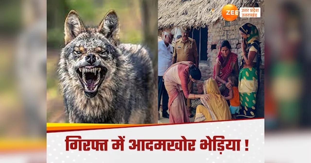 Bahraich wolf caught: पकड़ा गया 8 लोगों की जान ले चुका आदमखोर भेड़िया, वन विभाग के जाल में फंसा