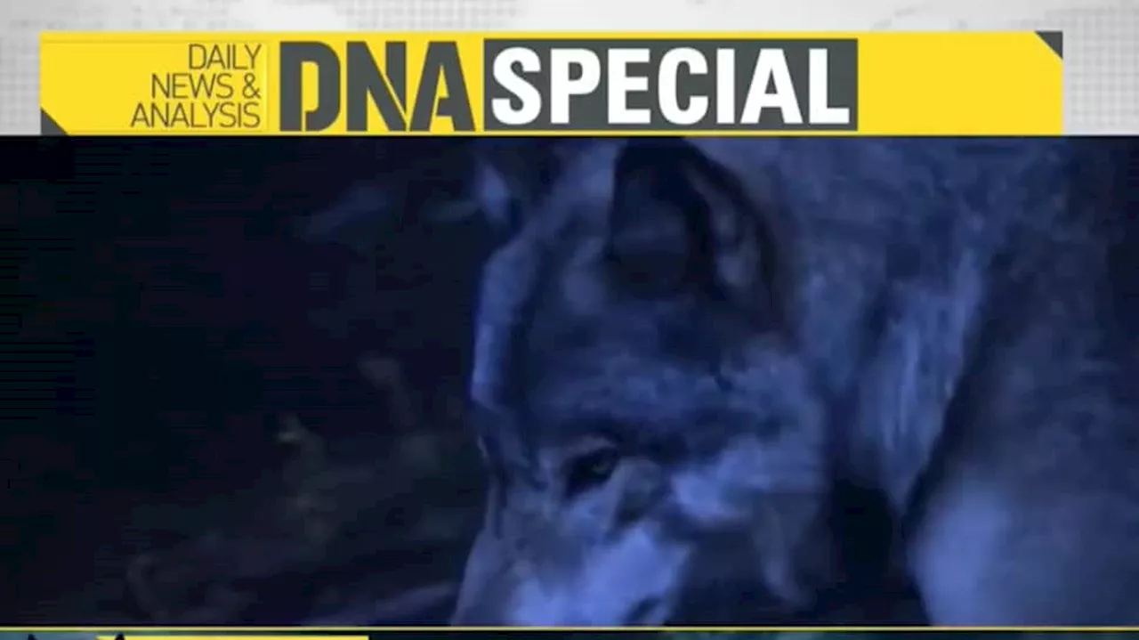 DNA: Analysing How Bahraichs Wolves Became Man-Eaters And The Hunt For Alpha Wolf