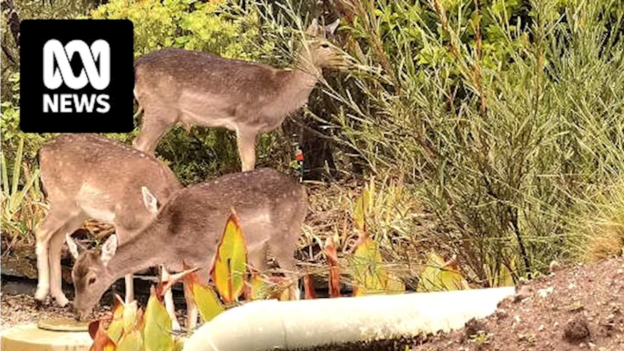 Deer gather at Adelaide's doorstep as hunters try to curb growth